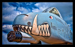 Warthog
