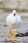 Kelp Goose (male) approaching, Carcass Island, Falklands