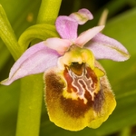 Late Spider Orchid (Ophrys fuciflora)
