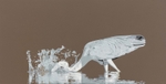 Garça-moura / Cocoi heron