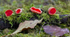 Scarlet Elf Cup