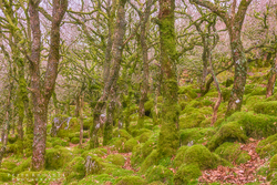 Wistmans Wood