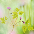 Herb Robert