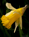 Wild Daffodil