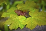 Spring Leaf 2