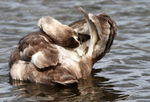 SBD011: Young Whooper Swan