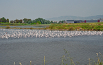 Greater Flamingos