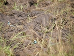 Blue Waxbill South Africa