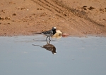 White Wagtail