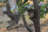 Brown Fish-Owl perched, Bandhavgarh National Park, India