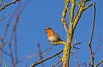 Robin