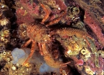 Galathea nexa