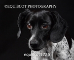 equiscot1726