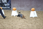 SBM_001596