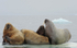 Heavy family for a small iceberg.