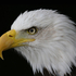 American Bald Eagle