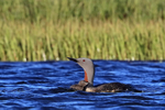 Chick close to Red-throated Diver parent, Floi, Iceland