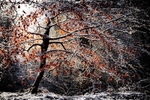 Little brown Tree