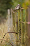 LITTLE OWL