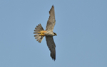 Hobby