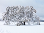 Thaw and freeze