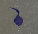 2. Tadpole