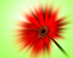170709-Plants  Flowers0001