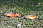 Pirhanas