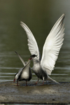 Whiskered Terns  -  displaying