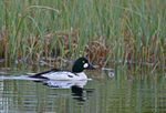 Goldeneye