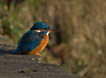 Kingfisher