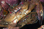 Velvet Swimming Crab with mate