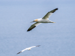 Gannet