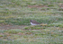 Ringed Plover