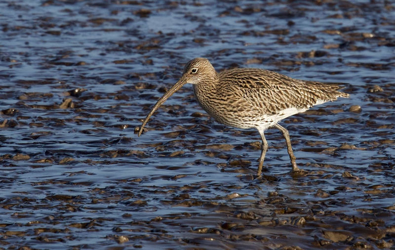 Eurasian Curlew - Dee Estuary - North Wales