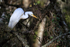 Great Egret scatching, Corkscrew Swamp, Florida