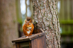 Squirrels portfolio