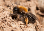 Andrena clarkella (f)