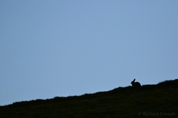 Hare at Dusk