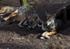 Wolves - DSC_9843