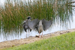 Yellow Crowned Night Heron _0008