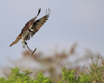 Osprey landing with tree branch, Blue Cypress Lake, Florida