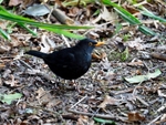 Blackbird