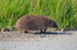 Hedgehog