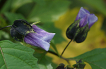Nicandra5