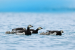 Barnacle Geese & goslings, Jokulsarlon, Iceland