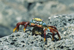 Lightfoot crab in Fernandina island