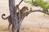 Cheetah Tree 2