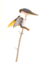 Tree Swallows In Conversation