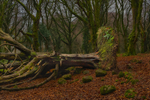 Barna Woods, Co.Galway, Ireland.